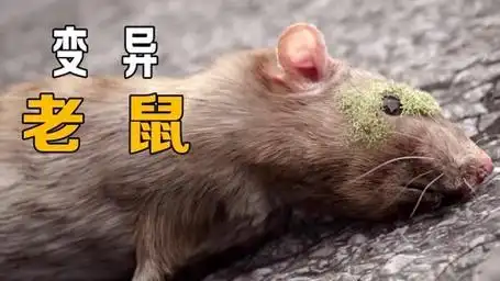 老鼠吃了发霉的草莓,没想到引发世界灭亡!