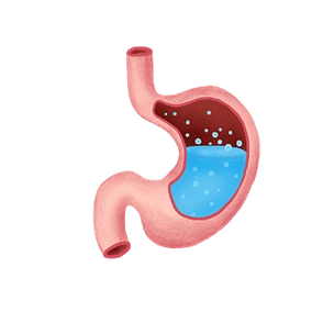 手绘人体器官胃插画