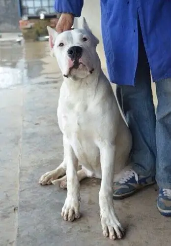 杜高犬低价转让 杜高幼犬多少钱一只