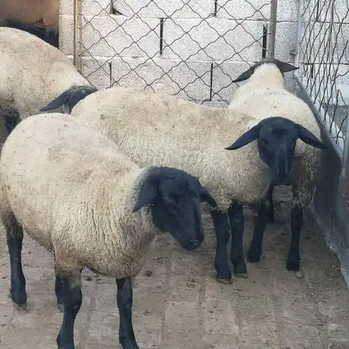 [绵羊批发] 萨福克羊,纯种萨福克,胚胎移植萨福克价格3900元/只