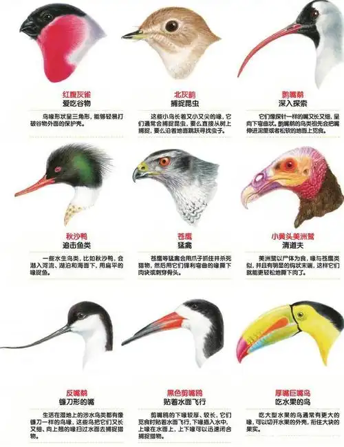 鸟类由恐龙演化来,演化过程鸟类到底经历了什么,把牙搞丢了?