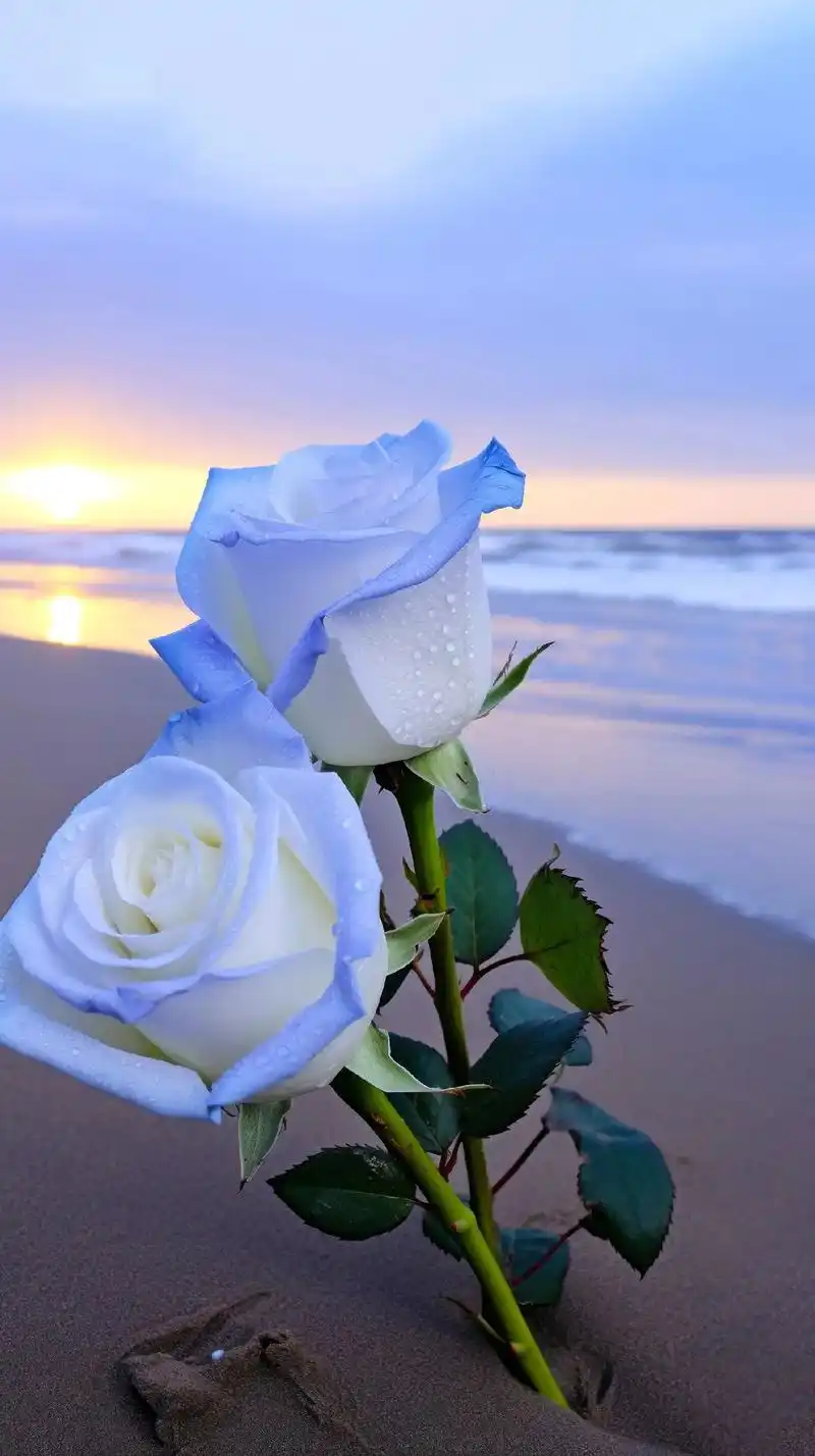 卡莫利月光蓝玫瑰 花语:"你是我的垫爱,我爱你,我希望余光都 - 抖音