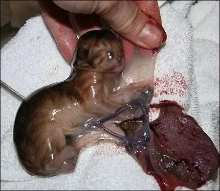 母猫的两种自然分娩方式全图解