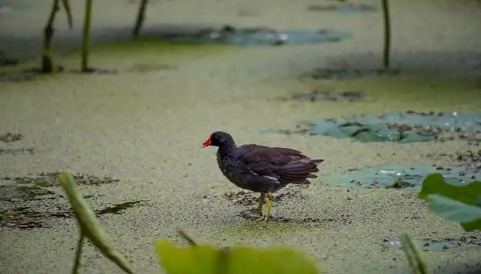 石鸡是几级保护动物
