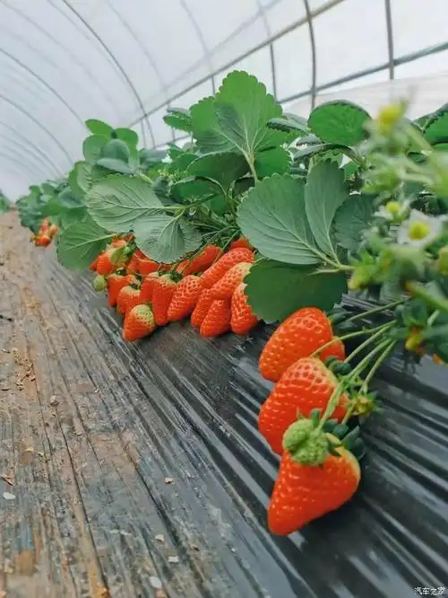 摘草莓,吃大餐,红红火火迎新年