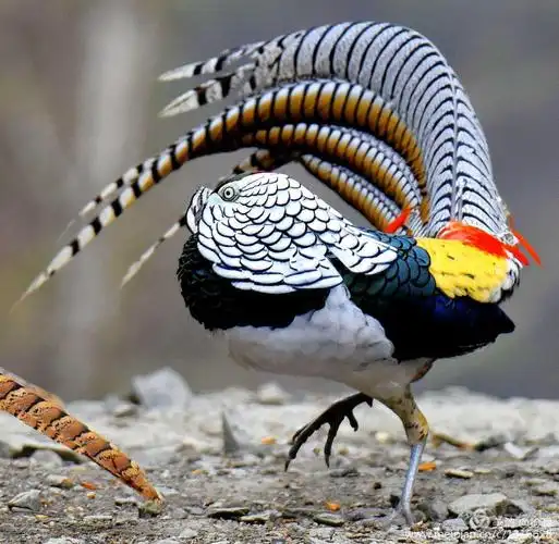 四月康定《白腹锦鸡》