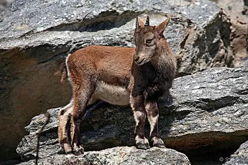 阿尔卑斯野山羊_羱羊_高山_动物园_因斯布鲁克_提洛尔_奥地利_欧洲