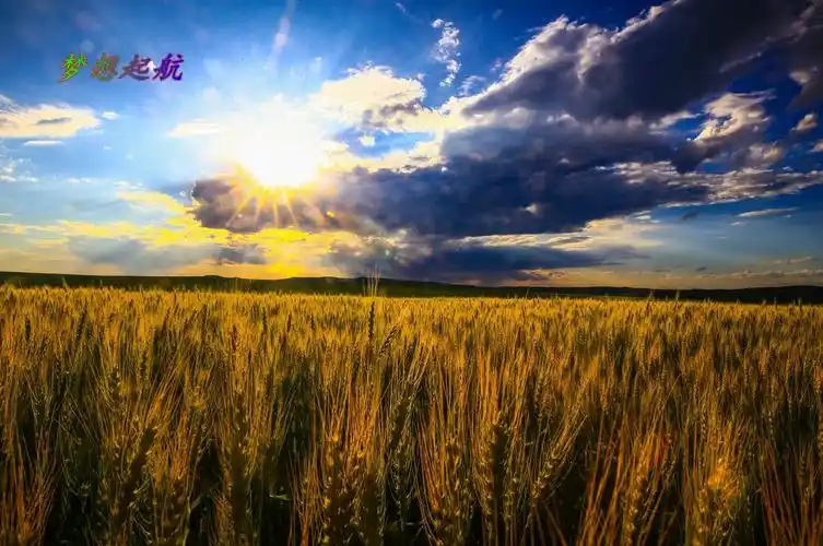 金秋莫力达瓦五谷丰登