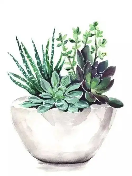 水彩画多肉,其实不难|彩铅|多肉植物|水彩画_新浪新闻
