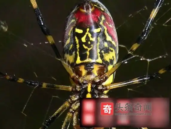 世界最有毒的虫子世界十大致命昆虫排行