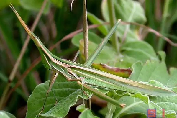 中华剑角蝗_大扁担_大扁担沟_中华蚱蜢_东亚蚱蜢