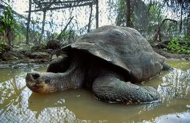 最大的淡水生物是什么?有多大?