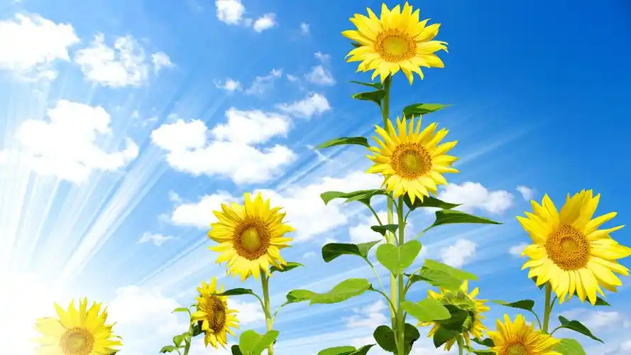 向日葵唯美自然风景桌面壁纸