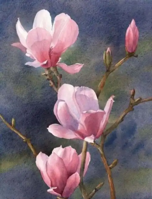 风姿卓越玉兰花,上了年纪不低头