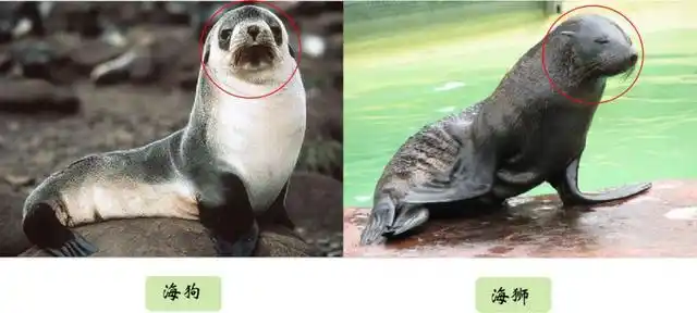 你能分清海狮海豹海象海狗吗