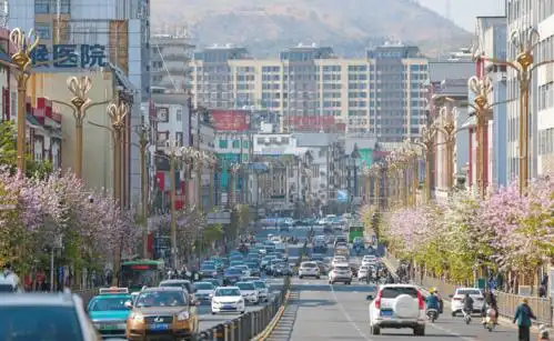 宫粉紫荆上线西昌春天气氛组好一幅靓丽的城市生态画卷