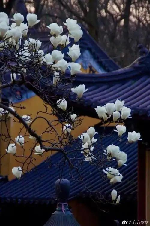 寺庙的禅意夹杂着白玉兰阵阵清香,站在寺庙前只觉得沁人心脾.