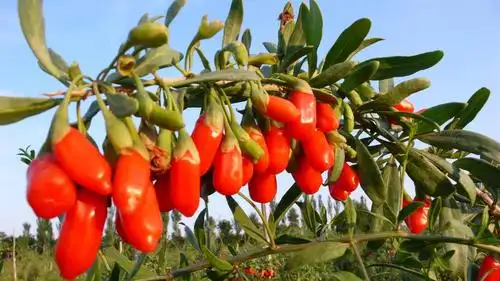 宁杞7号枸杞树北京大量供应