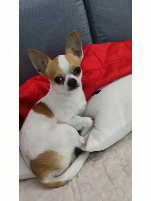 "狗狗故作深沉的样子让我笑喷了……#我的萌宠  #吉娃娃