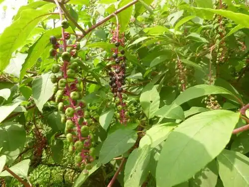 人称"见肿消",嫩芽是上等野菜,农民拿来煮面