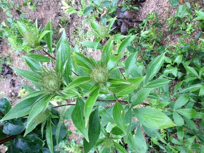 湖北鑫希望生态农业苍术种植争做消费者都喜欢的项目