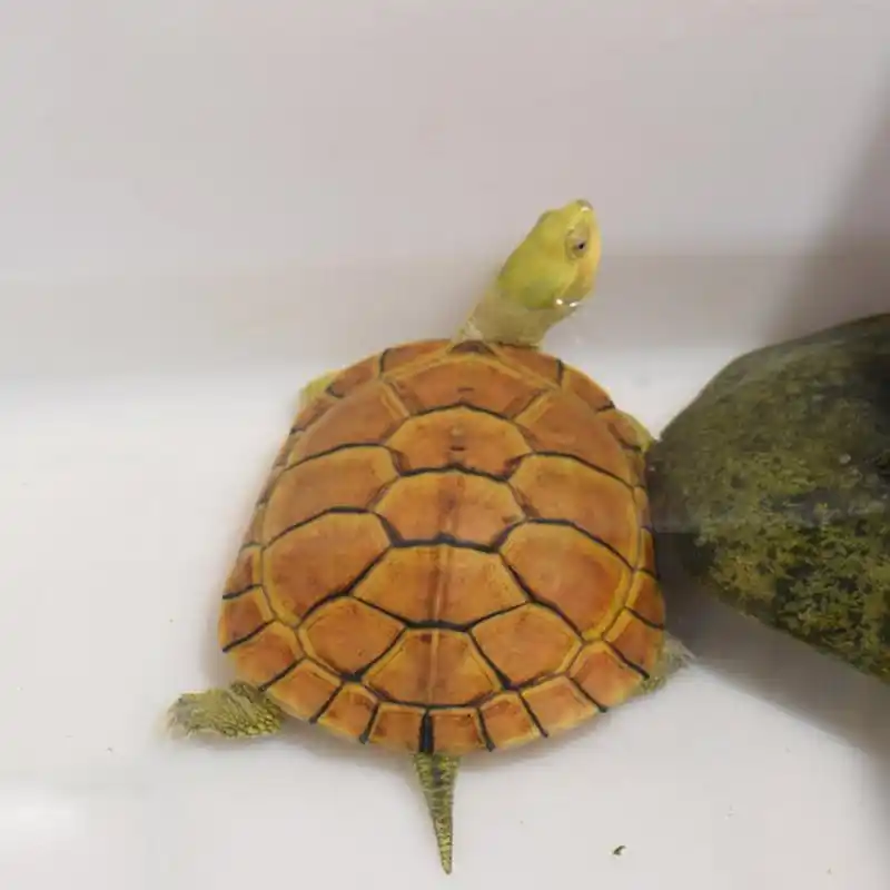 每天一只龟   黄喉拟水龟 别名:小青 北种石龟 小姨子 黄巴西 类型