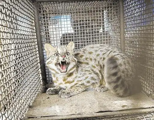 贺兰山地区首次捕获活体豹猫_惠农区_农户_自然保护区