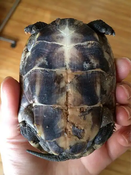 乌龟腹部壳烂了帮忙看看