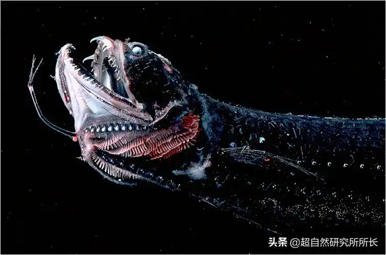 超出你想象的十大深海怪物!终于拍到了它们