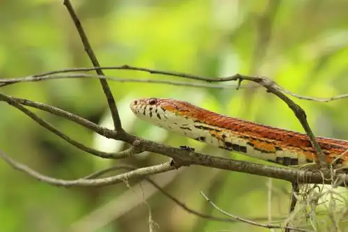 corn snake photo by peter bergeson