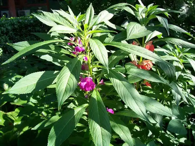 这是凤仙花,小时候觉得最漂亮的花