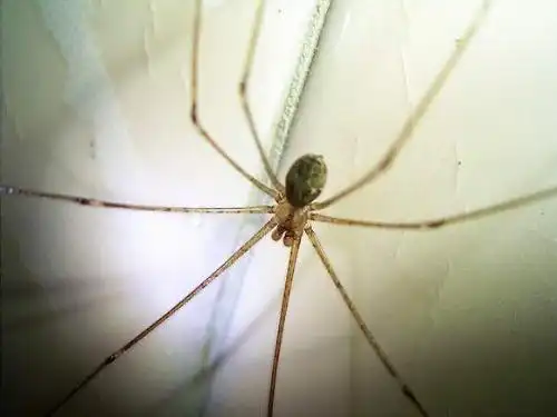 求一蜘蛛名字, 脚像线一样,身体像葫芦一样的