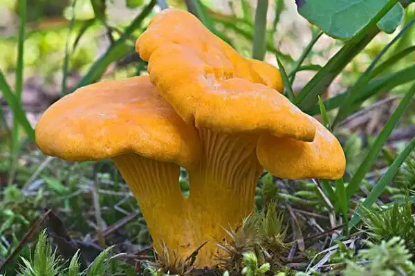 盘点云南十大野生菌黑虎掌菌上榜第一被视为菌中珍宝