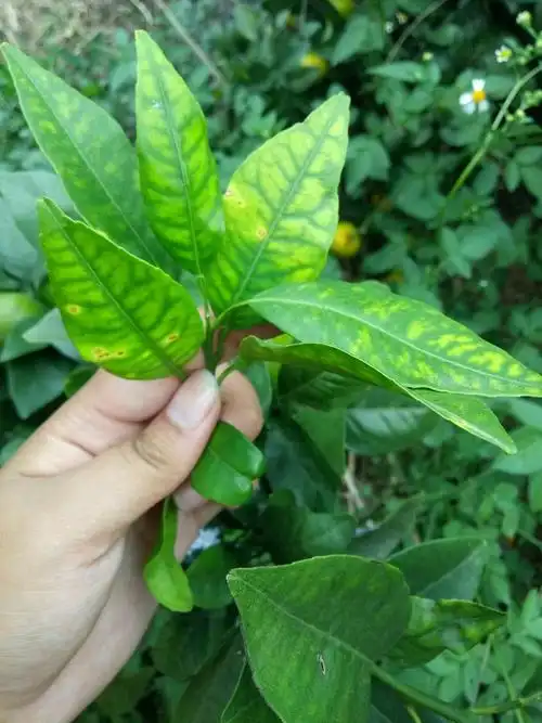 缺锌.缺锌导致果树叶片小窄.