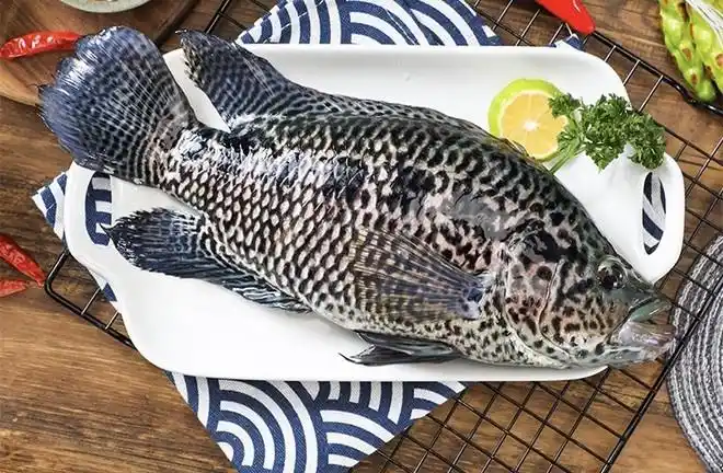 清蒸花斑鱼的做法