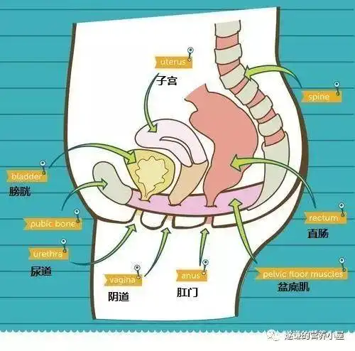 科普营养排便是个技术活儿给困难户支几招