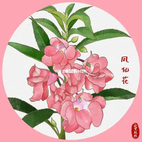 插画练习015原创药用植物凤仙花