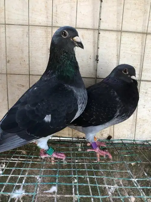 实战国血吴淞鸽