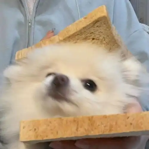 狗狗头像 cr:xhs章鱼小饼子 - 高清图片,堆糖,美图壁纸兴趣社区