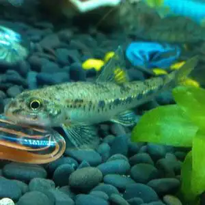 野生子陵吻虾虎鱼 极乐虾虎鱼 淡水冷水观赏鱼沙里爬趴地虎底栖鱼