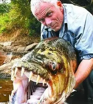 亚马逊河中隐藏的十大恐怖生物谁是真正的霸主食人鱼是开胃菜