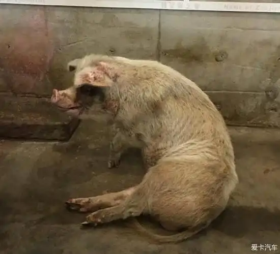 从地震废墟中救出的猪坚强已进入弥留之际
