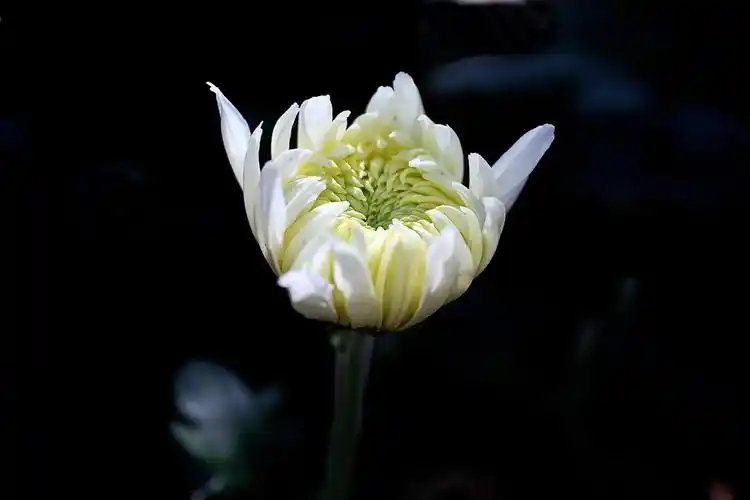 01"恐怖暴力事件中罹难的逝者献上一组"白菊花"