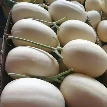 [东方蜜甜瓜批发]东方蜜1号 什么瓜都有价格4元/斤 - 惠农网