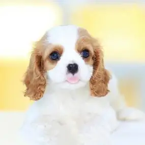 查理王小猎犬幼犬纯种活体家养小型犬黄白色三色宠物狗狗血统北京