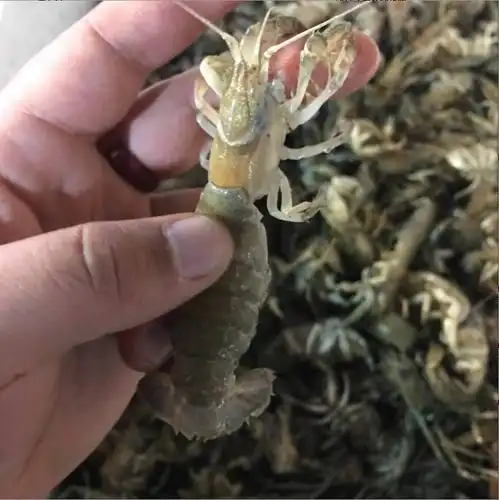 大连 鲜活蝼蛄虾 新鲜泸沽虾 虎虾 罗锅虾麻辣虾 龙虾 大连海鲜