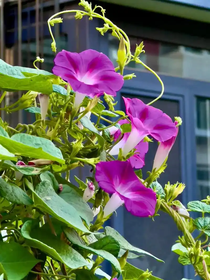 牵牛花是一种美丽的攀援植物,常常在早晨开放,花朵形 - 抖音