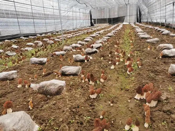 新春走基层羊肚菌长成高桥村民增收致富新路径