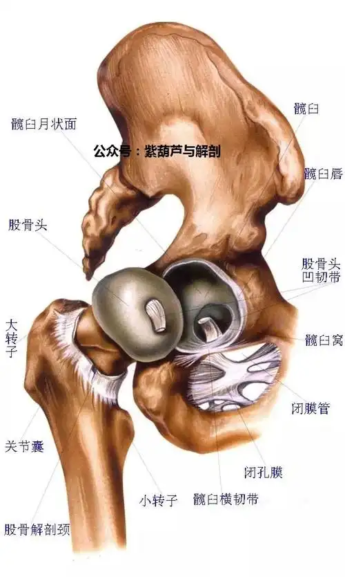 起点分成两个肌腱,一个附着于髂前下棘,另一个附着于髋臼周缘的关节嚢