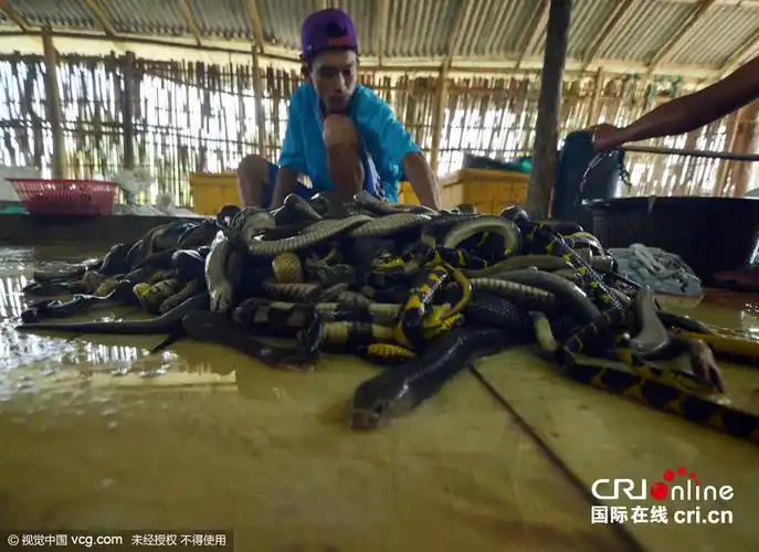 实拍印尼屠蛇场手剥蛇皮尸体成蛇干高清组图